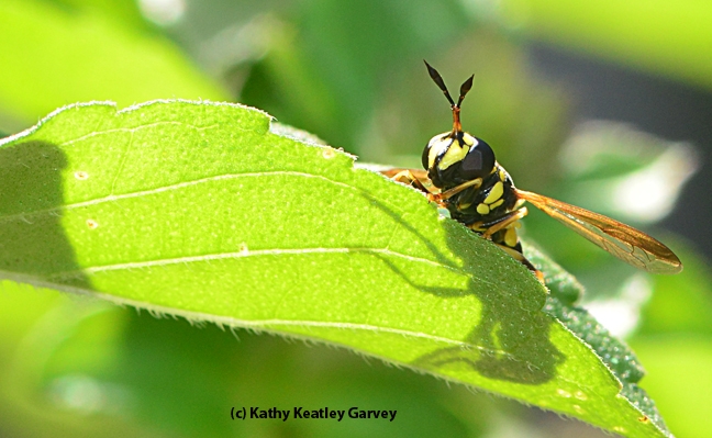 This wasp mimic is actually a fly, genus Ceriana. (Photo by Kathy Keatley Garvey)