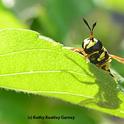 This wasp mimic is actually a fly, genus Ceriana. (Photo by Kathy Keatley Garvey)