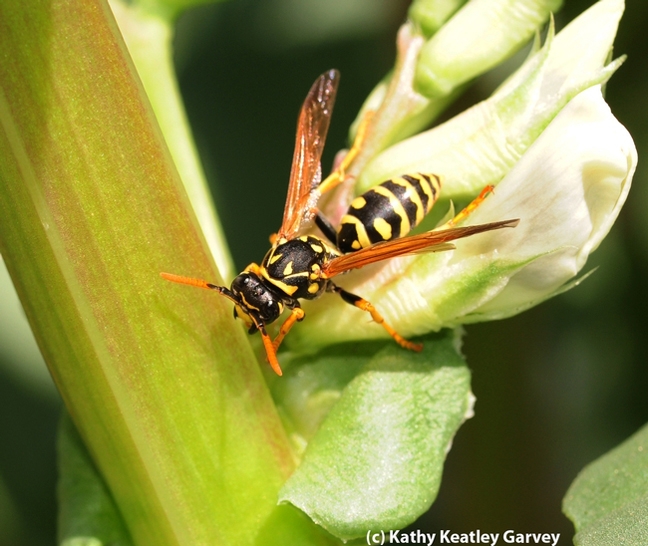 This is a European paper wasp, Polistes dominula. A syrphid fly mimics this. (Photo by Kathy Keatley Garvey)