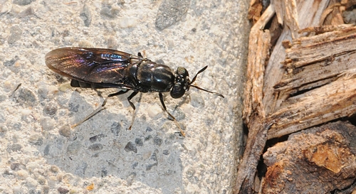 BLACK SOLDIER FLY or Hermetia illucens, about three-fourths of an inch long, heads for bark mulch. (Photo by Kathy Keatley Garvey)