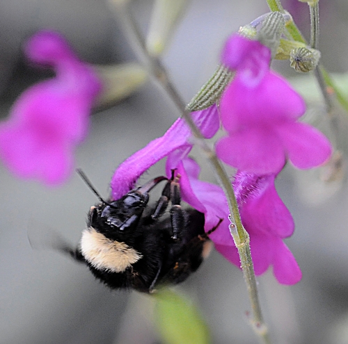 BUMBLE BEE extends her tongue to nectar a purple salvia or sage in the Storer Garden, UC Davis Arboretum. (Photo by Kathy Keatley Garvey)