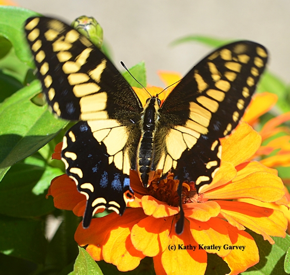 This Anise Swallowtail is missing part of its wing. A predator missed. (Photo by Kathy Keatley Garvey)