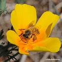 Honey bee on a California golden poppy. (Photo by Kathy Keatley Garvey)