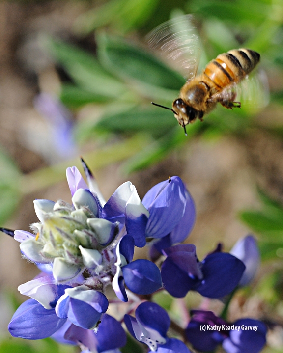 Honey bee heading for lupine. (Photo by Kathy Keatley Garvey)