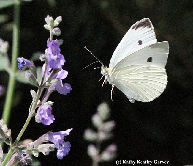 Art Shapiro saw 19 of this species, Pieris rapae, or cabbage white, today at his North Sacramento study site. (Photo by Kathy Keatley Garvey)