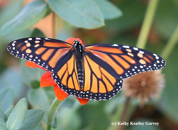 Monarch spreads its wings, a glorious sight, even as the afternoon light fades. (Photo by Kathy Keatley Garvey)