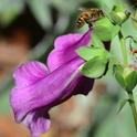 A honey bee sipping nectar from a hole drilled by a carpenter bee on a foxglove. (Photo by Kathy Keatley Garvey)