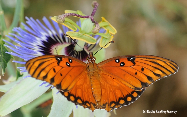 Gulf Fritillary butterfly on passion flower. (Photo by Kathy Keatley Garvey)