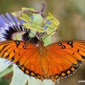Gulf Fritillary butterfly on passion flower. (Photo by Kathy Keatley Garvey)