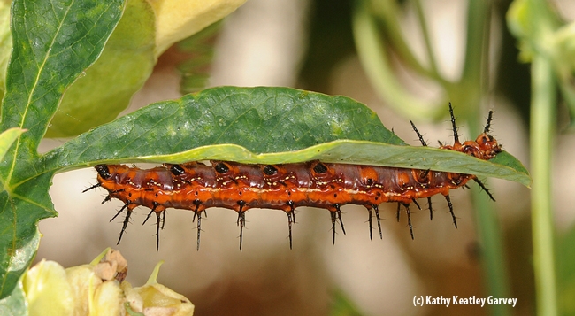 Hungry caterpillar munching passion flower leaves. (Photo by Kathy Keatley Garvey)