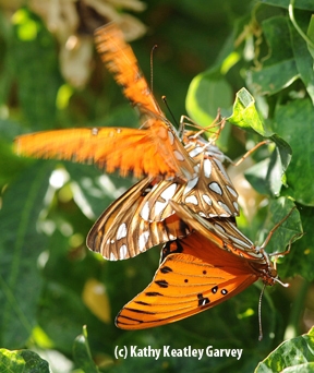 Fast-moving Gulf Frit touches down on mating pair. (Photo by Kathy Keatley Garvey)