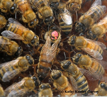 Bees from the UC Davis bee observation hive. (Photo by Kathy Keatley Garvey