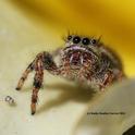 A jumping spider, nestled in the petals of a yellow rose, 