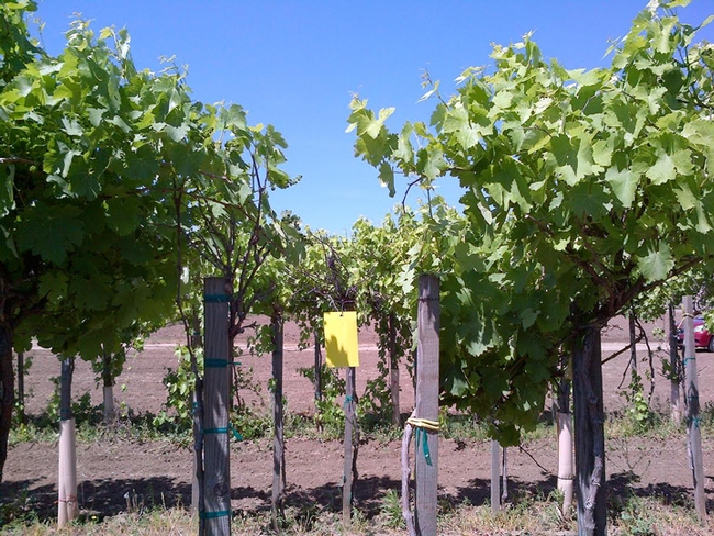 Sticky traps in the vineyard. (Photo by Cindy Preto)