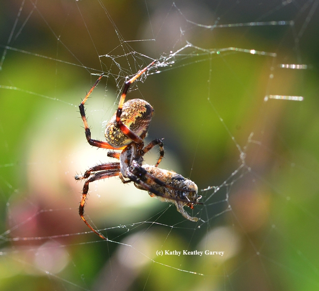 A garden spider wraps its prey, a honey bee, in The Good Life Garden. (Photo by Kathy Keatley Garvey