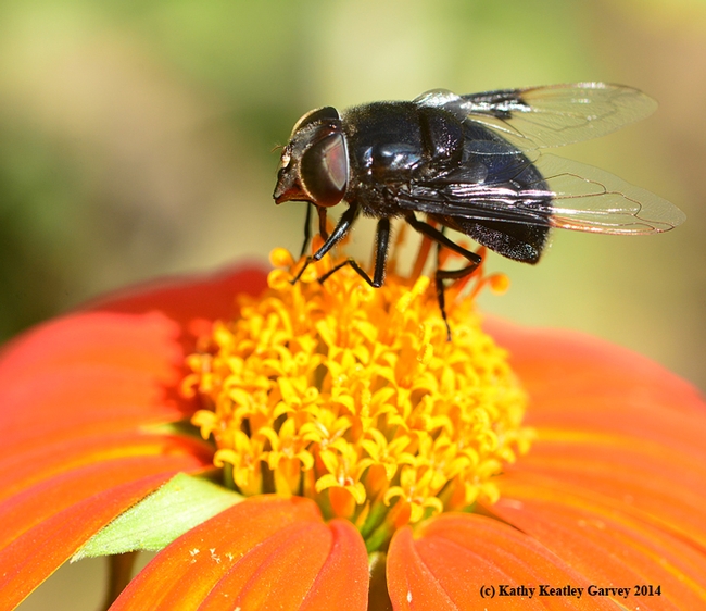 Black hover fly, aka Mexican cactus fly, sipping nectar from a Mexican sunflower (Tithonia). (Photo by Kathy Keatley Garvey)