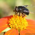 Black hover fly, aka Mexican cactus fly, sipping nectar from a Mexican sunflower (Tithonia). (Photo by Kathy Keatley Garvey)