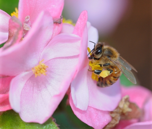HONEY BEE foraging on a pink begonia. (Photo by Kathy Keatley Garvey)