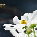 Honey bee heading for a Cosmos. (Photo by Kathy Keatley Garvey)