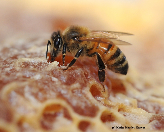 Honey is not bee vomit. (Photo by Kathy Keatley Garvey)
