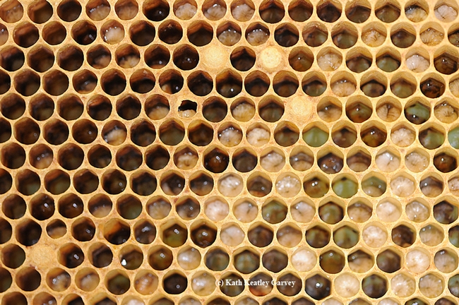 Would you eat honey bee larvae? (Photo by Kathy Keatley Garvey)