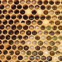 Would you eat  honey bee larvae? (Photo by Kathy Keatley Garvey)