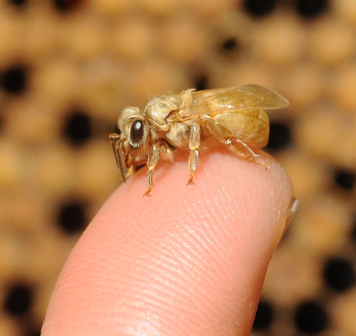 NEWBORN BEE on a finger of a scientist at the Harry H. Laidlaw Jr. Honey Bee Research Facility at UC Davis. (Photo by Kathy Keatley Garvey)
