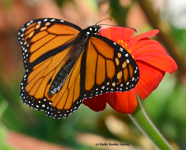 Monarch gets ready for flight. (Photo by Kathy Keatley Garvey)