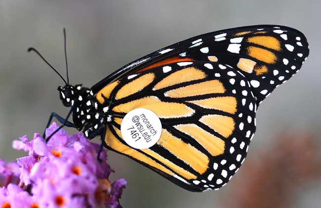 Close-up of a tagged Monarch butterfly. (Photo by David James, entomologist at Washington State University, Pullman, Wash.)