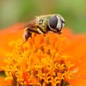 Drone fly, Eristalis tenax, sipping nectar from a Mexican sunflower, Tithonia. (Photo by Kathy Keatley Garvey)