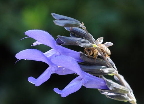HONEY BEE nectars from a blue sage, Salvia guaranitica, shortly after a carpenter bee pierced the calyx. (Photo by Kathy Keatley Garvey)
