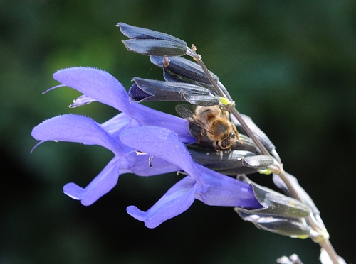 BLUE INTENSITY of this sage is in sharp contrast to the amber-colored honey bee. (Photo by Kathy Keatley Garvey)