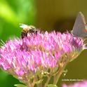 Honey bee sharing a sedum blossom with a Gray Hairstreak. (Photo by Kathy Keatley Garvey)