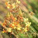 Honey bee heading toward a bulbine (Bulbine frutesens). (Photo by Kathy Keatley Garvey)