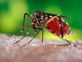 The yellow fever mosquito, Aedes aegypti. (CDC Photo
