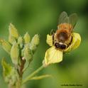Honey bee foraging on mustard. (Photo by Kathy Keatley Garvey)