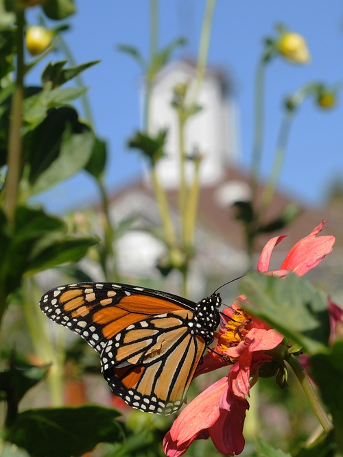 MONARCH BUTTERFLY nectaring in the Luther Burbank Gardens, Santa Rosa. The Luther Burbank home is in the background. (Photo by Kathy Keatley Garvey)