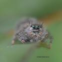 Jumping spider eyes the photographer. (Photo by Kathy Keatley Garvey)