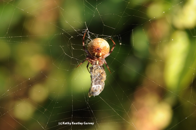 Garden spider captures a honey bee. (Photo by Kathy Keatley Garvey)