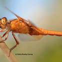 Flameskimmer dragonfly, Libellula saturata. (Photo by Kathy Keatley Garvey)