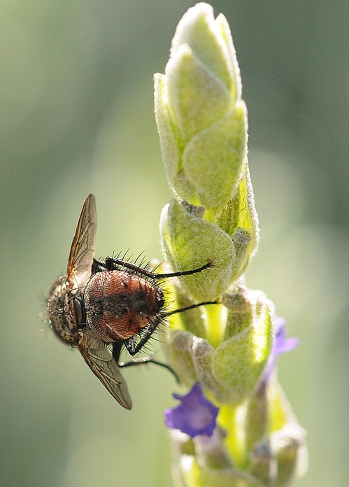 GOING AROUND--The tachinid examines the other side of the lavender. Perhaps it's greener on the other side? (Photo by Kathy Keatley Garvey)