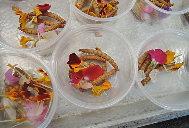 Flavored meal worms were first on the menu. (Photos by Kathy Keatley Garvey)