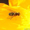 A syrphid fly, aka hover fly or flower fly, on an Iceland Poppy. (Photo by Kathy Keatley Garvey)