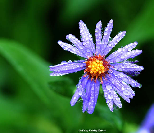 This is what beekeepers want more of: rain and forage for their bees. This is a blue aster, member of the sunflower family. (Photo by Kathy Keatley Garvey)
