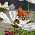 Gulf Fritillary butterfly on Cosmos. One myth is that if you rub the scales off their wings (who would want to?), they can't fly. (Photo by Kathy Keatley Garvey)