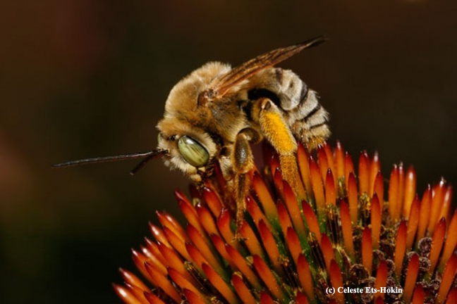 A sunflower bee foraging on an echinacea flower. (Photo by Celeste Ets-Hokin)
