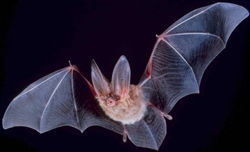 Big-eared Townsend bat (Corynorhinus townsendii) (Photo courtesy of the U.S. Department of the Interior, Bureau of Land Management)
