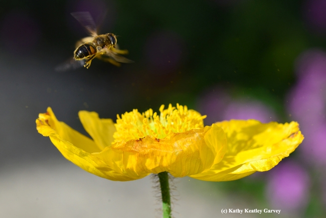 A drone fly, aka hover fly and syrphid fly, engaging in a little acrobatics  over an Iceland poppy. (Photo by Kathy Keatley Garvey)