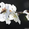 Honey bee pollinating an almond blossom. (Photo by Kathy Keatley Garvey)