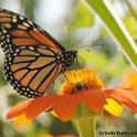 A monarch and a honey bee sharing a Mexican sunflower, Tithonia. (Photo by Kathy Keatley Garvey)